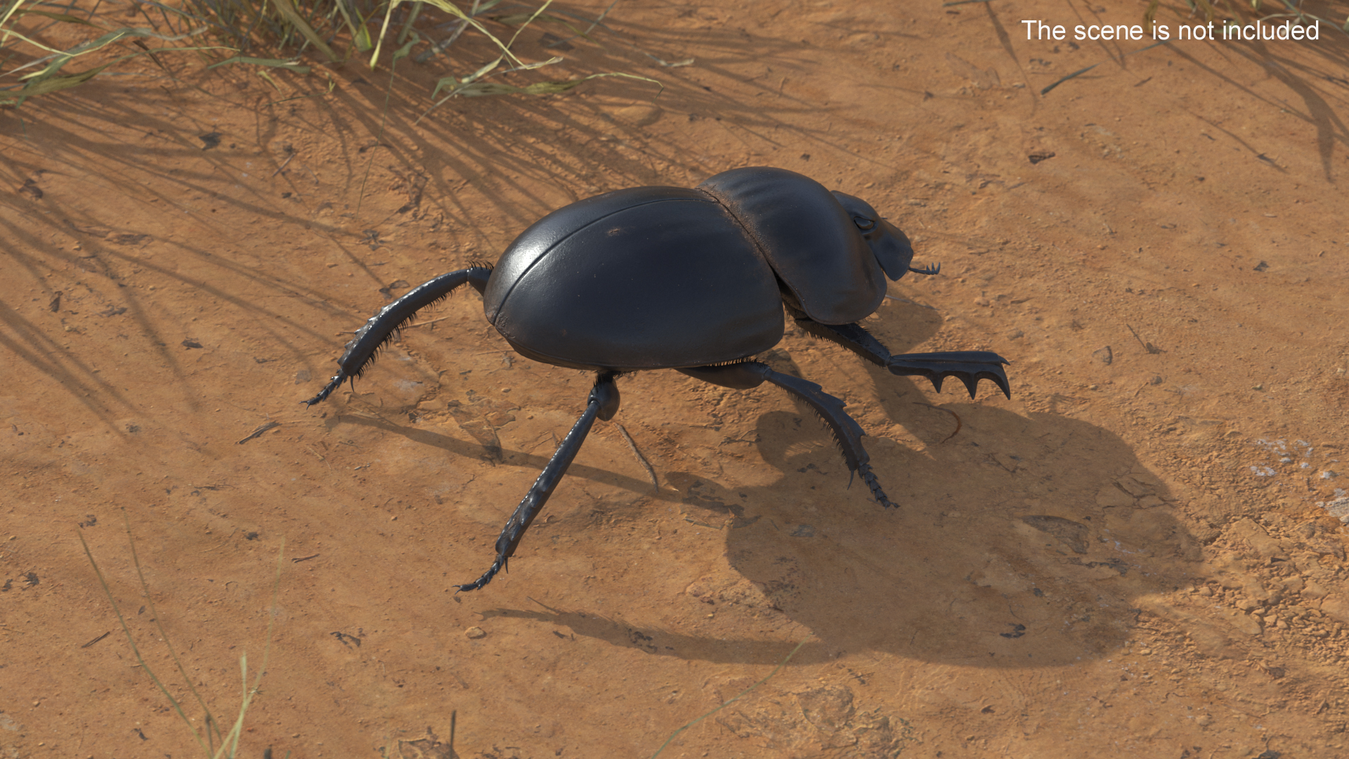 3D Soil Beetle Dirty Rigged Fur model