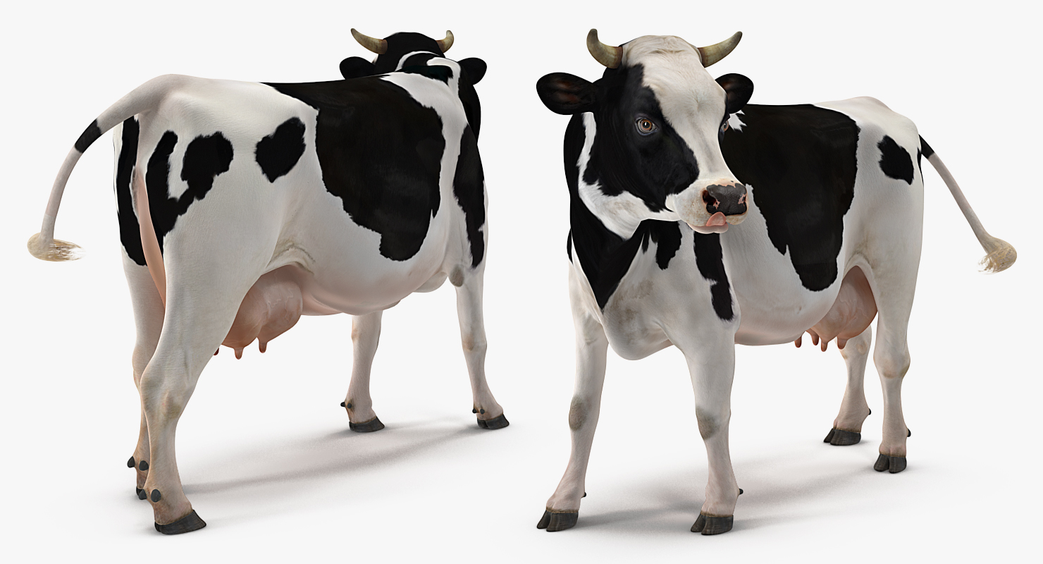 Holstein Cow 3D