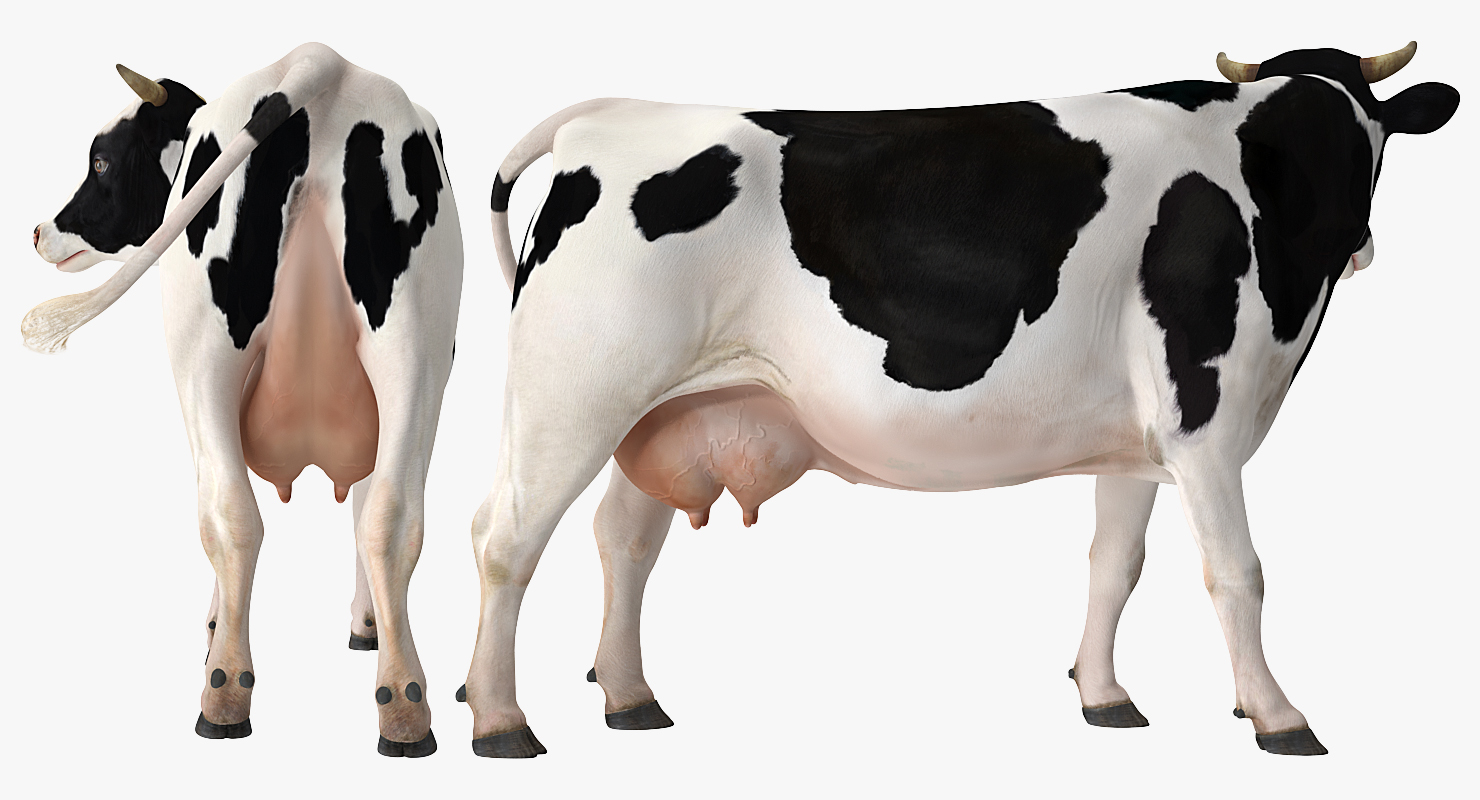 Holstein Cow 3D