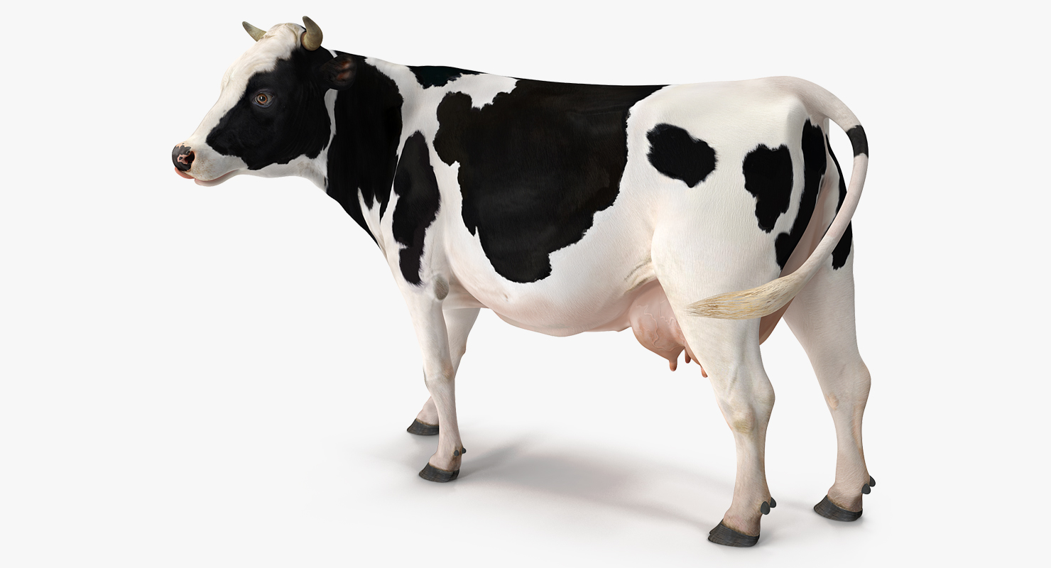 Holstein Cow 3D