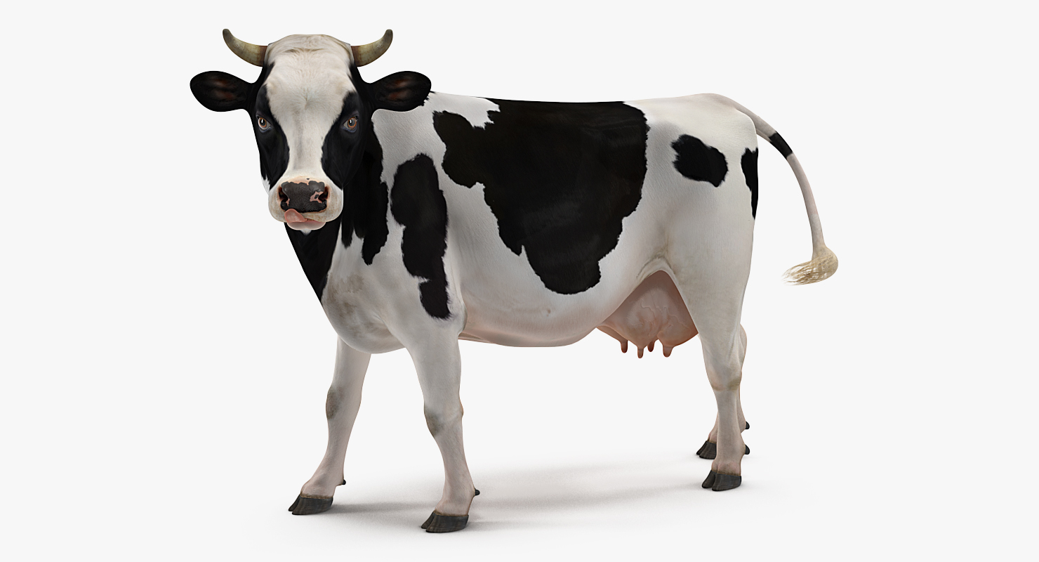 Holstein Cow 3D