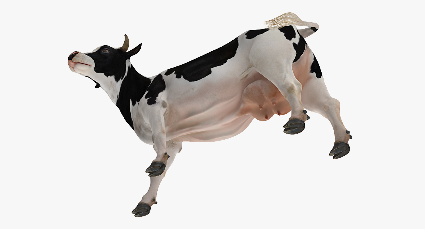 Holstein Cow 3D