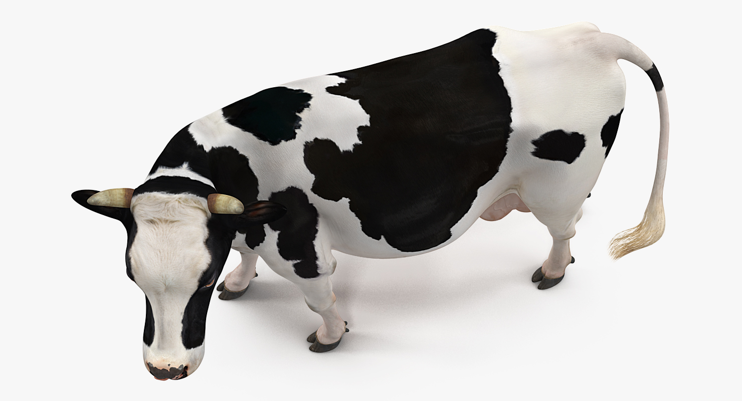 Holstein Cow 3D
