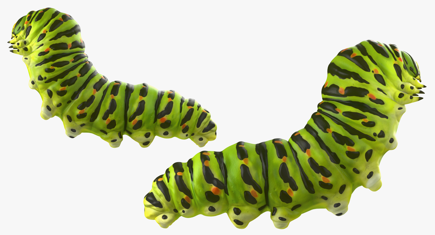 3D Caterpillar Pose 2 model