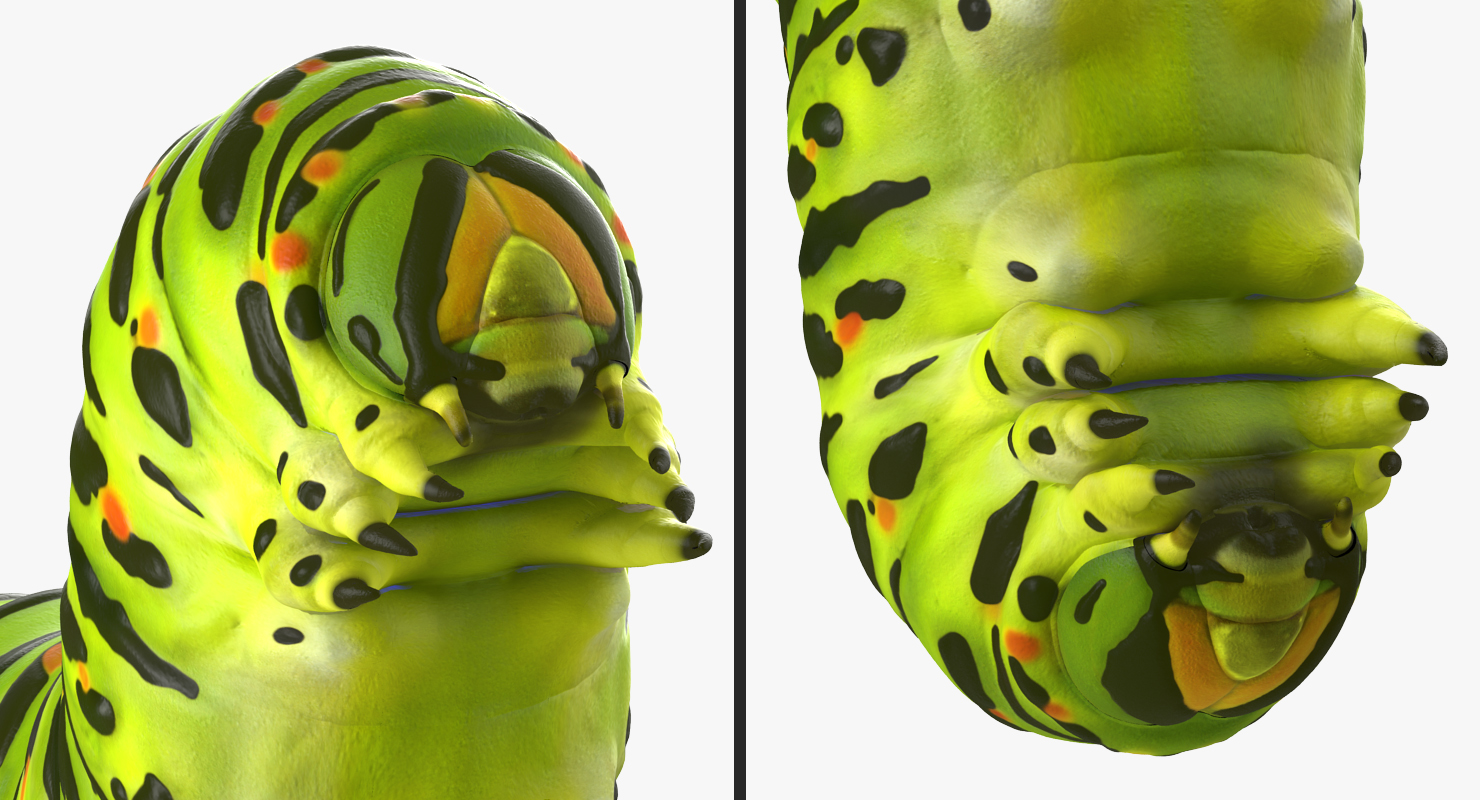 3D Caterpillar Pose 2 model