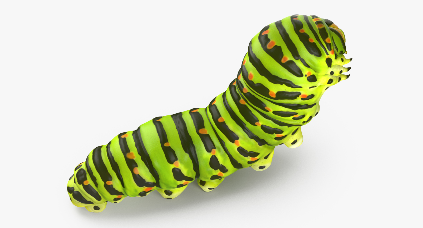 3D Caterpillar Pose 2 model