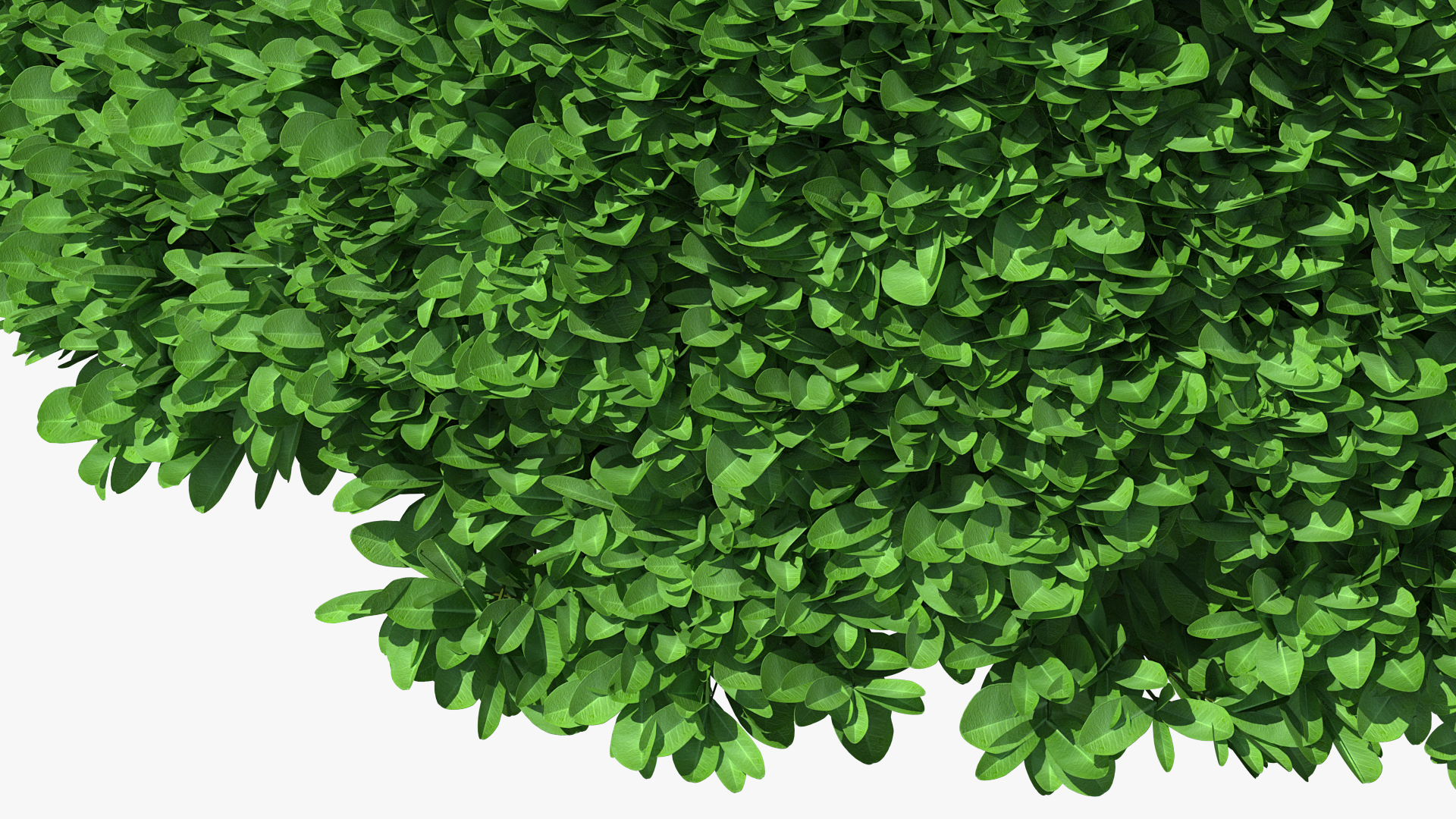 3D Pyramidal Green Mountain Boxwood Shrub model