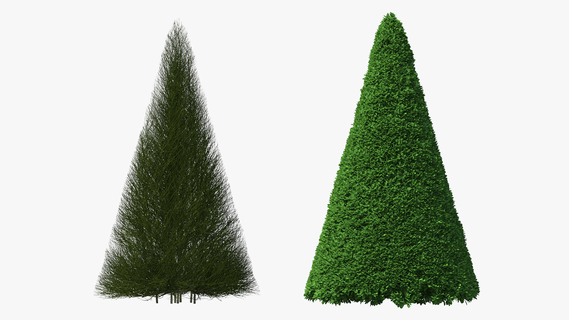 3D Pyramidal Green Mountain Boxwood Shrub model