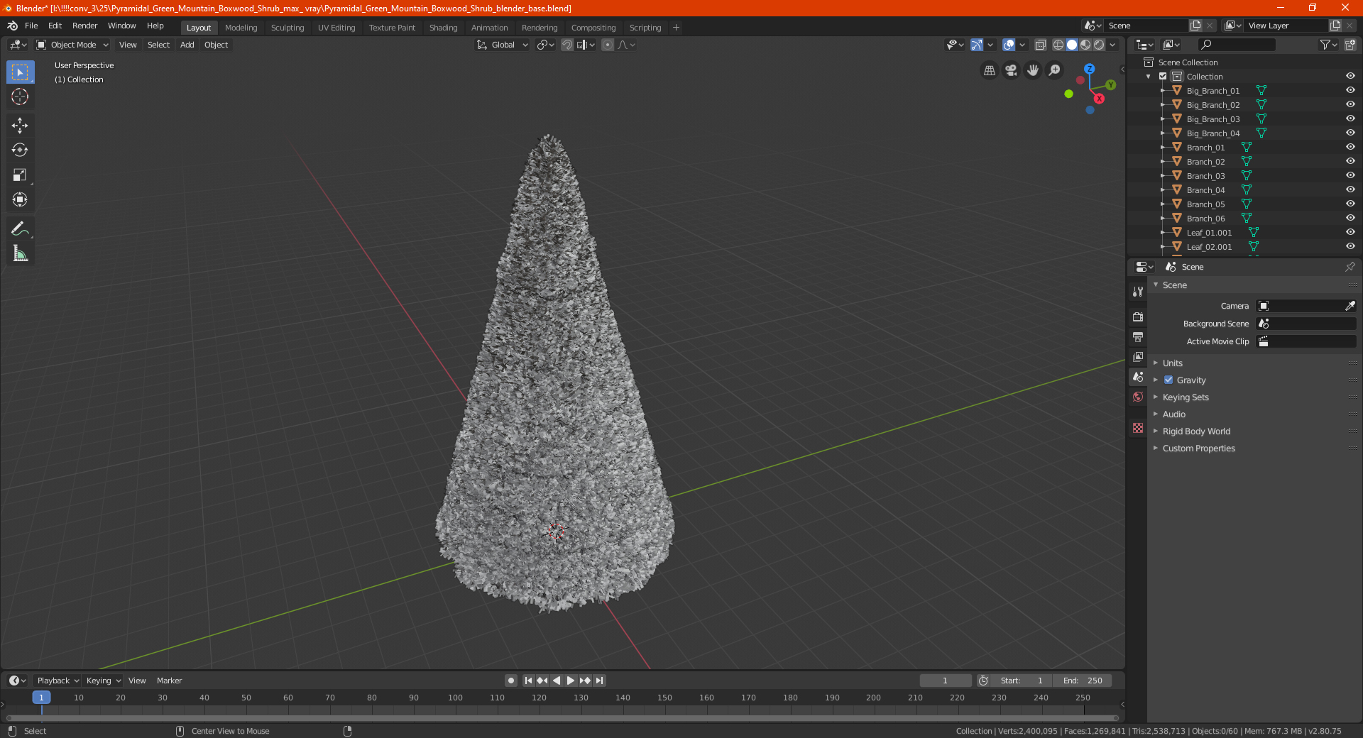 3D Pyramidal Green Mountain Boxwood Shrub model