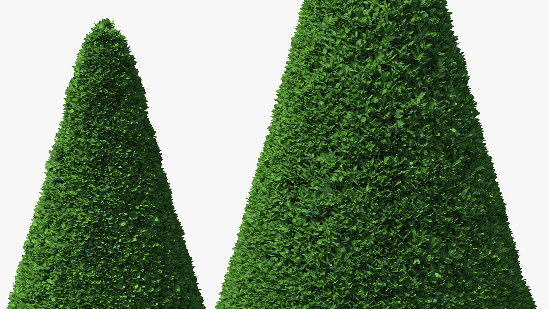 3D Pyramidal Green Mountain Boxwood Shrub model
