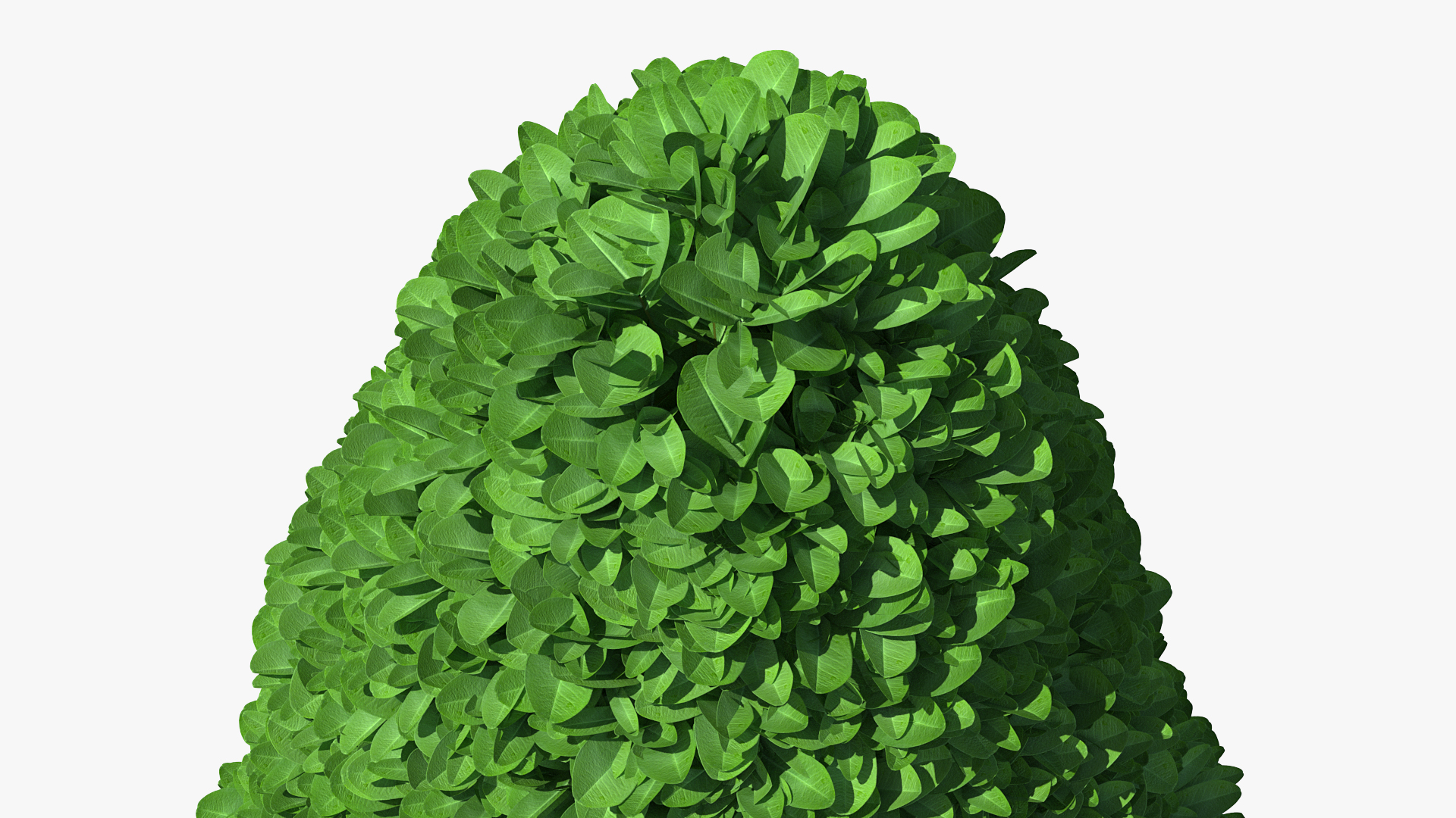 3D Pyramidal Green Mountain Boxwood Shrub model