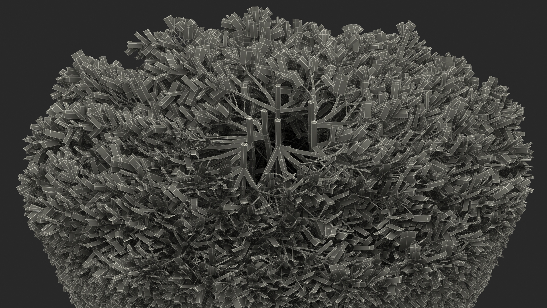 3D Pyramidal Green Mountain Boxwood Shrub model