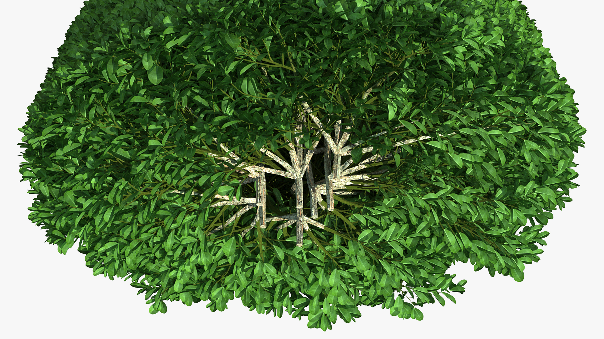 3D Pyramidal Green Mountain Boxwood Shrub model