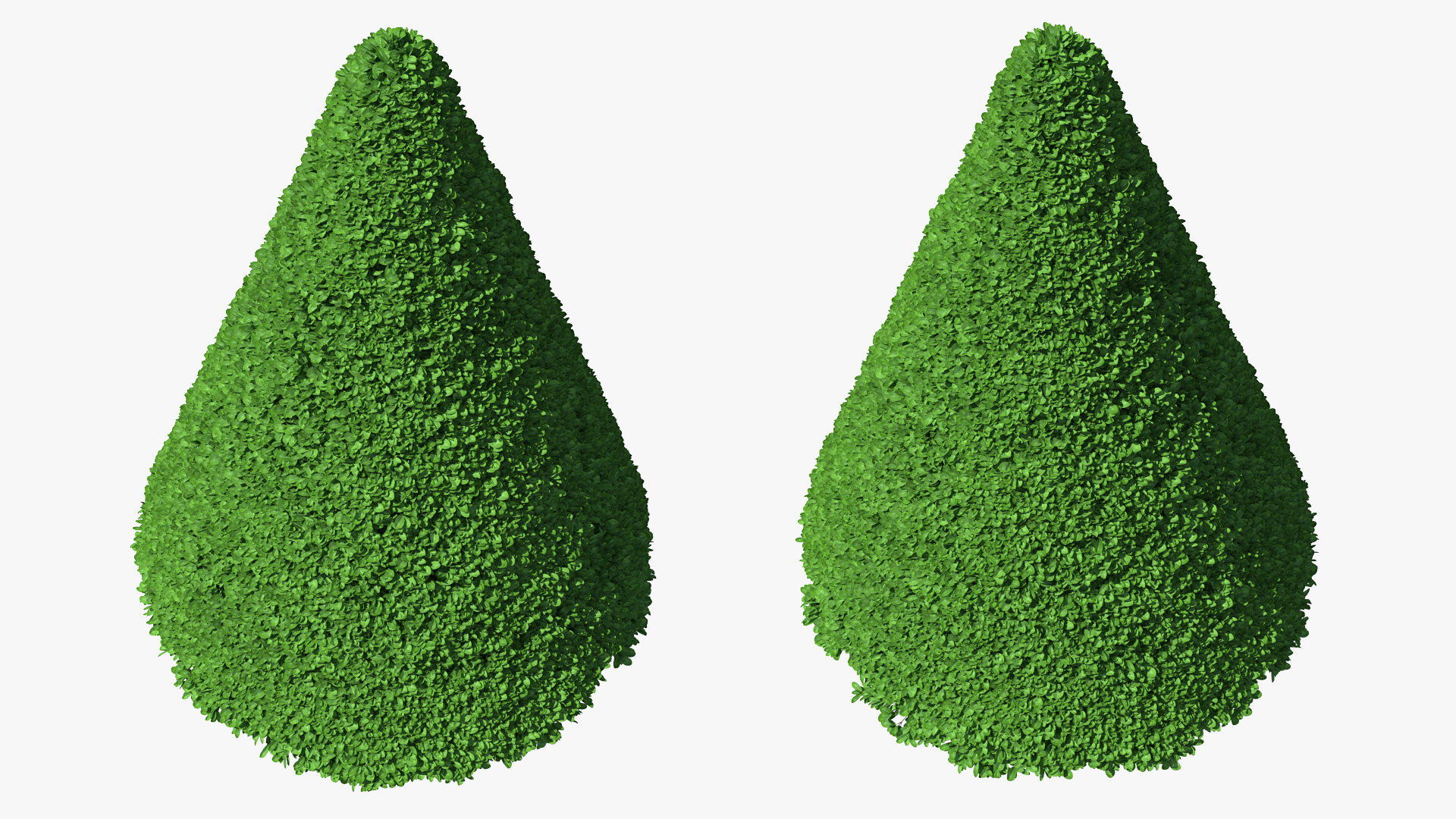 3D Pyramidal Green Mountain Boxwood Shrub model