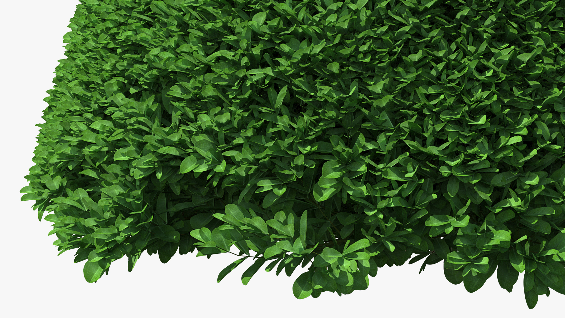 3D Pyramidal Green Mountain Boxwood Shrub model
