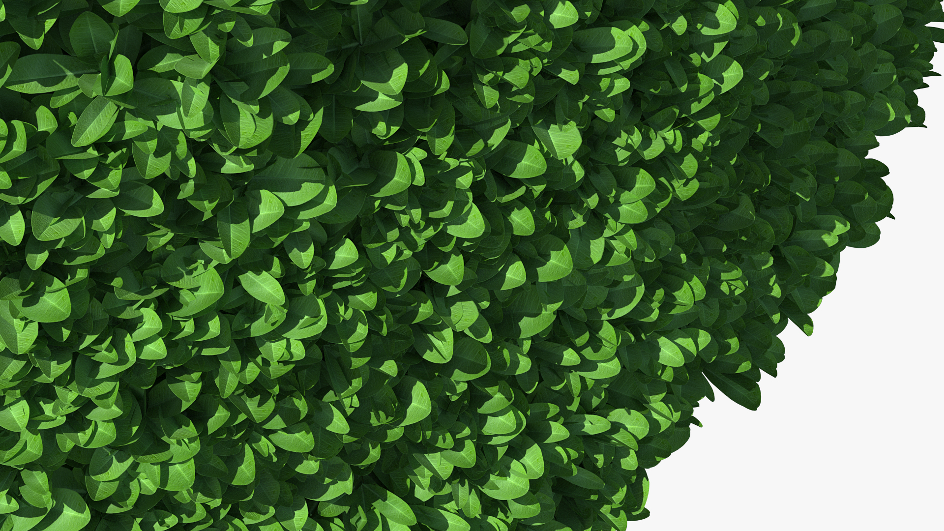 3D Pyramidal Green Mountain Boxwood Shrub model