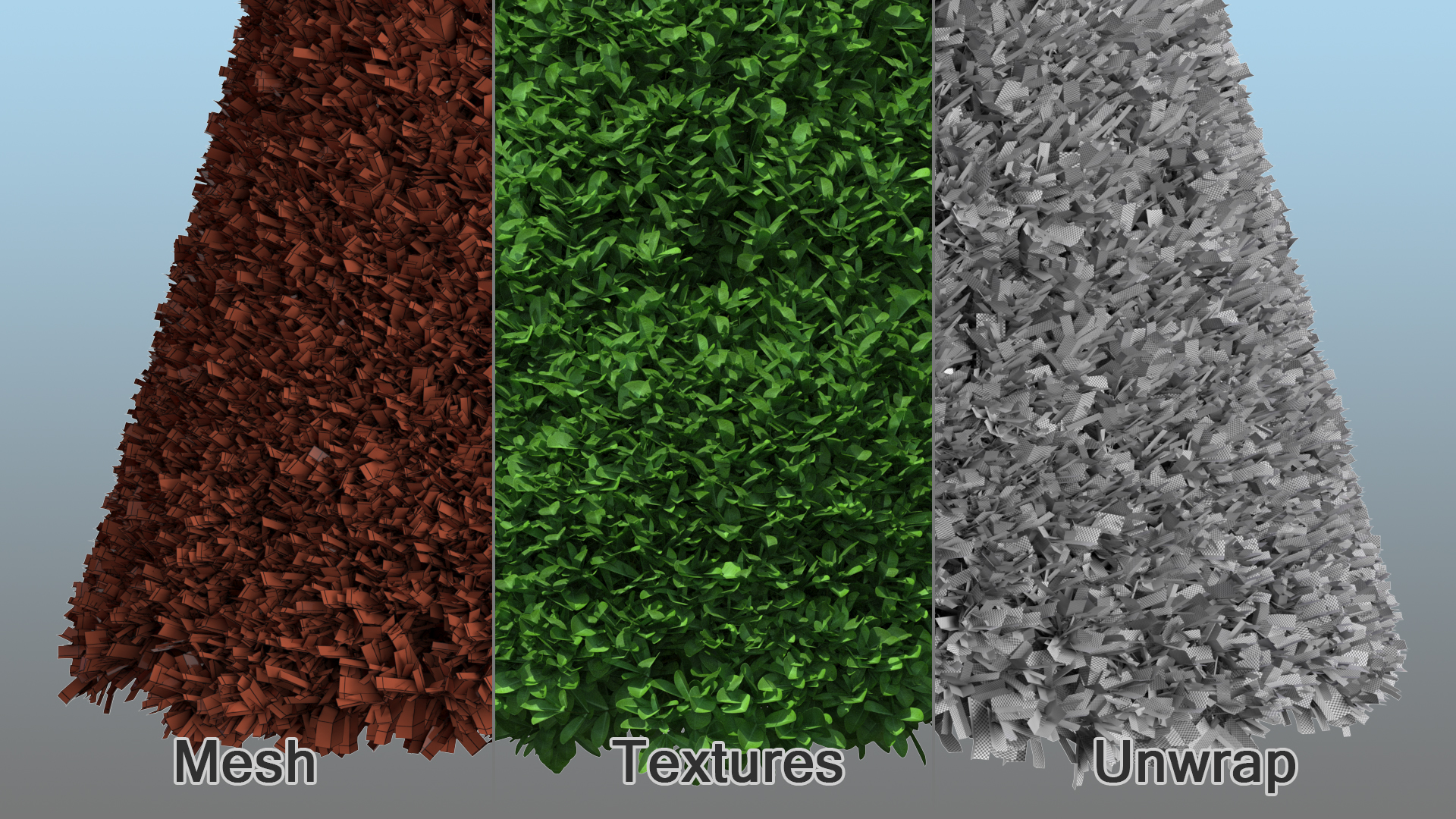 3D Pyramidal Green Mountain Boxwood Shrub model