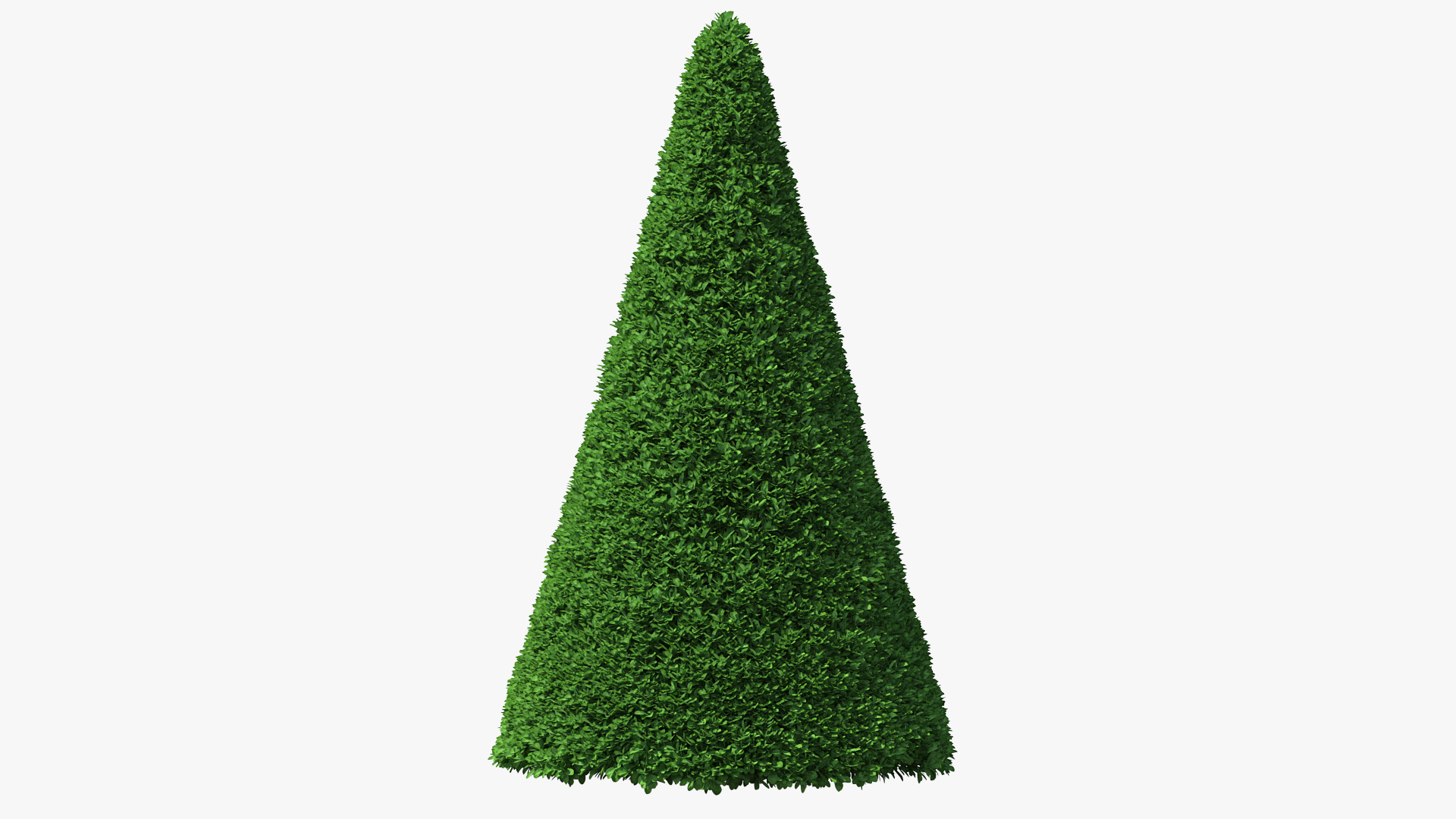 3D Pyramidal Green Mountain Boxwood Shrub model