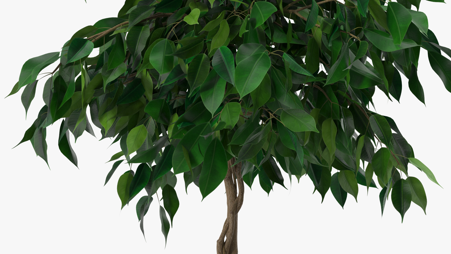 Ficus Benjamina Weeping Fig in Pot 3D model
