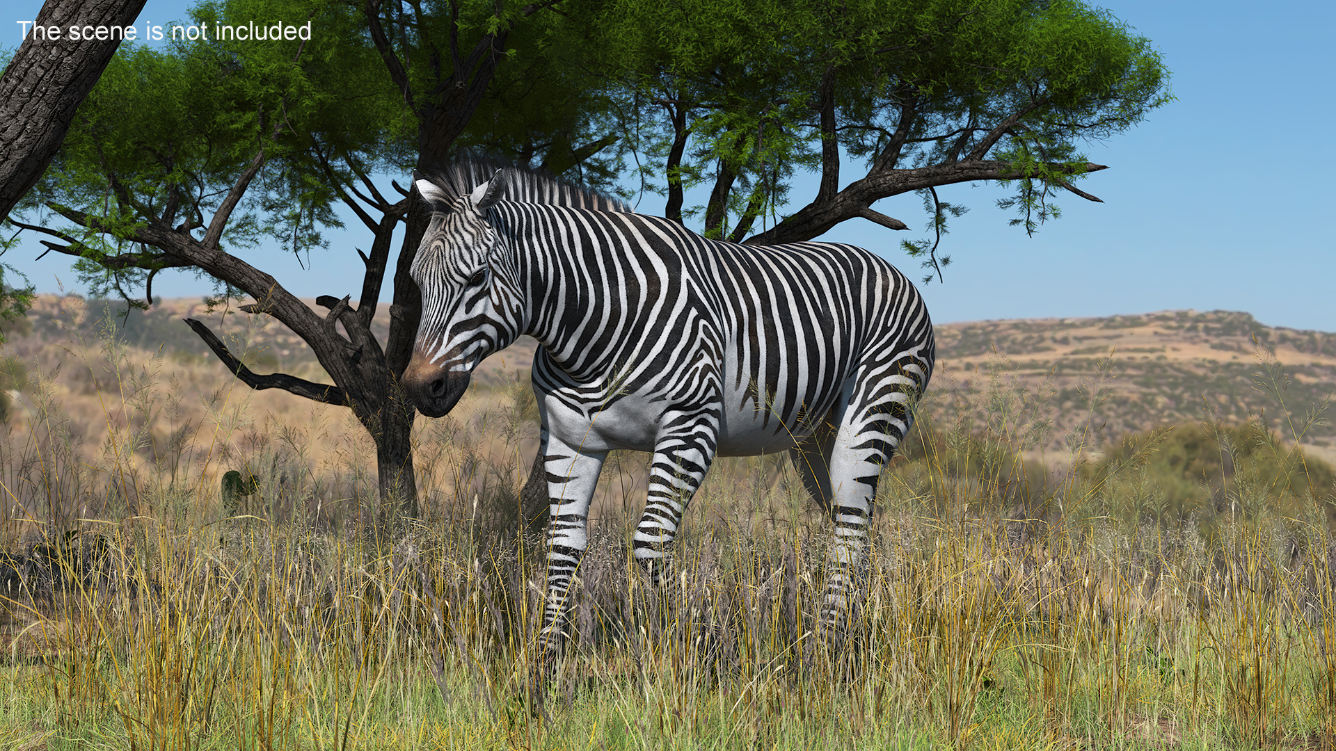 3D Zebra Adult Walking Fur model