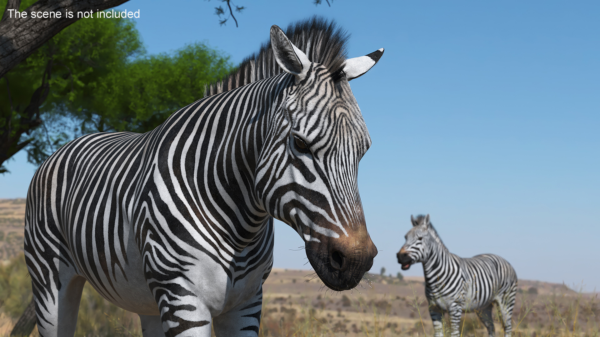 3D Zebra Adult Walking Fur model