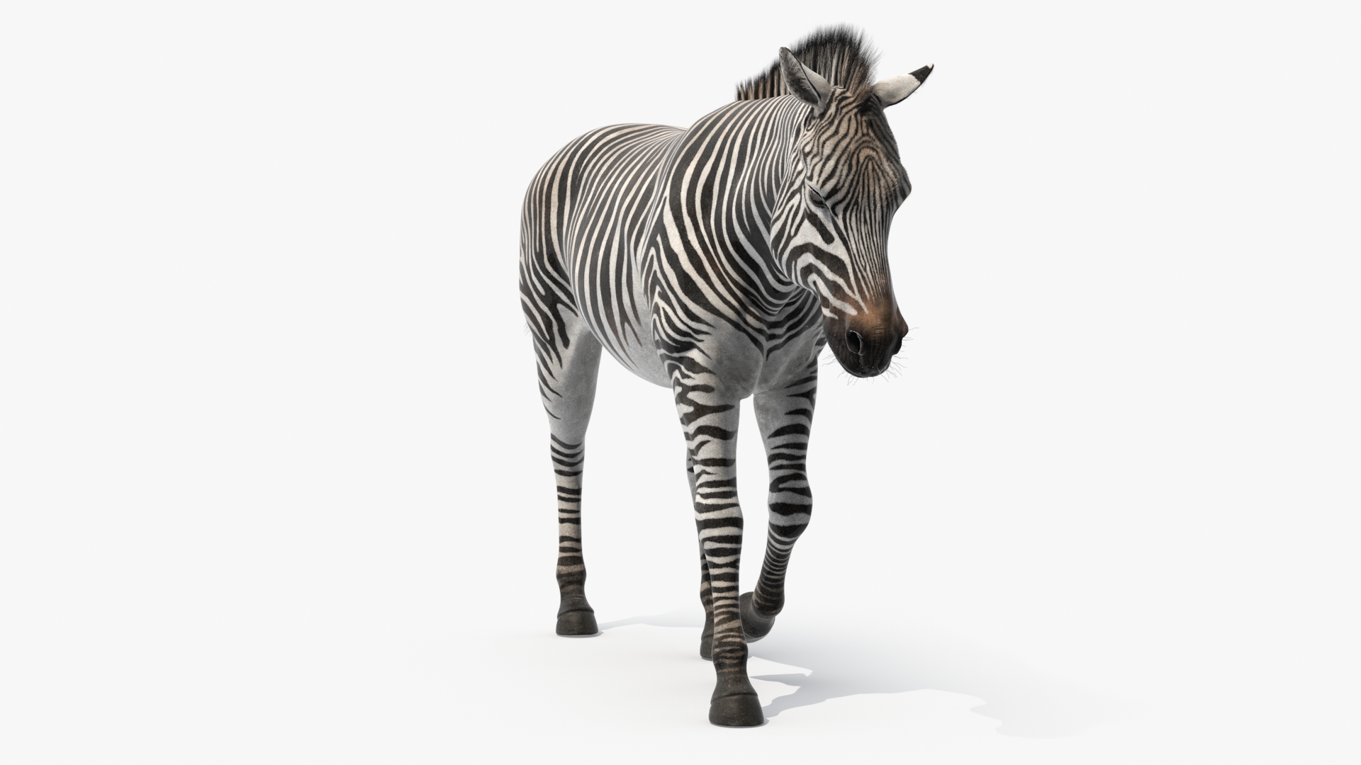 3D Zebra Adult Walking Fur model