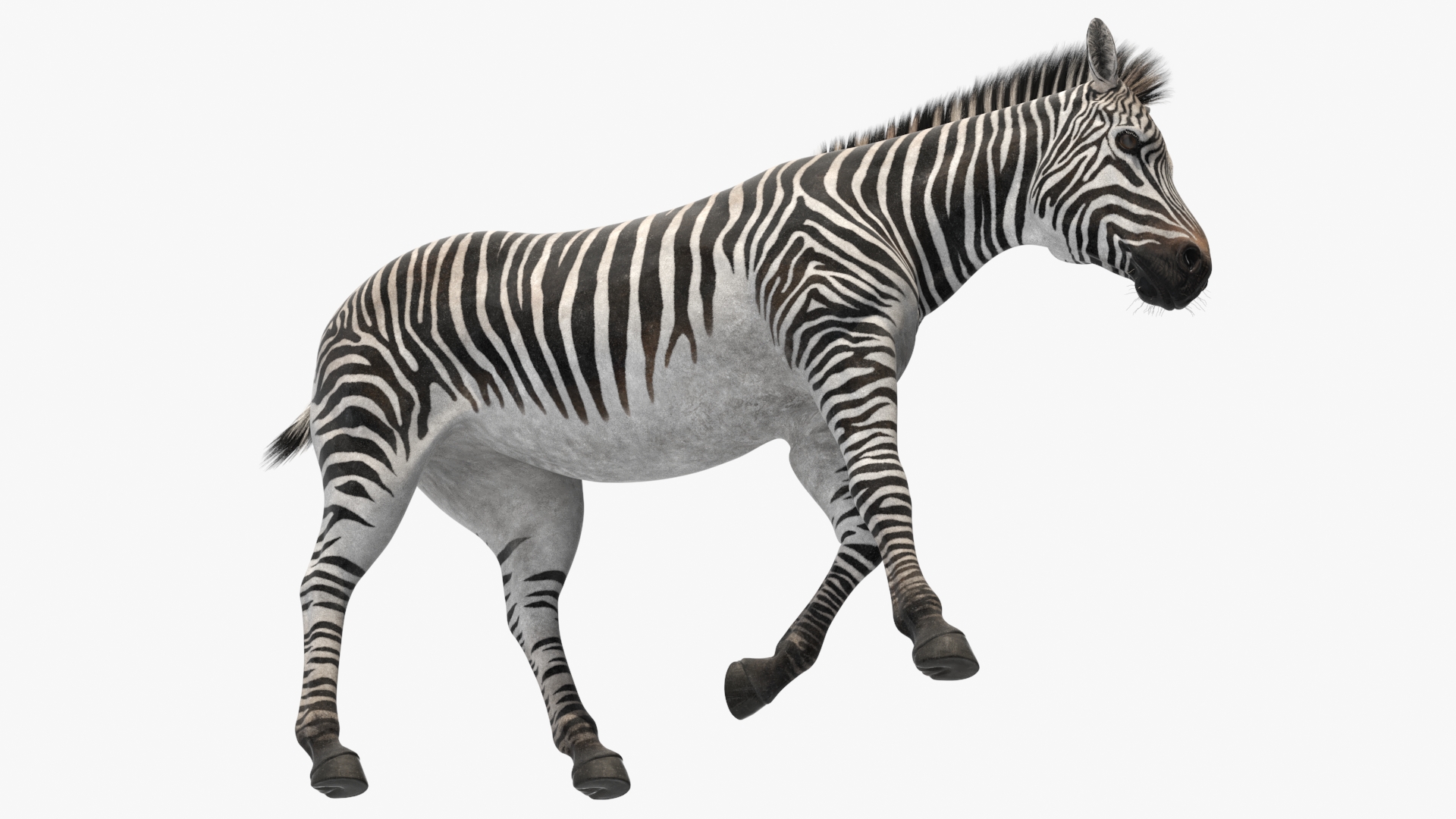 3D Zebra Adult Walking Fur model