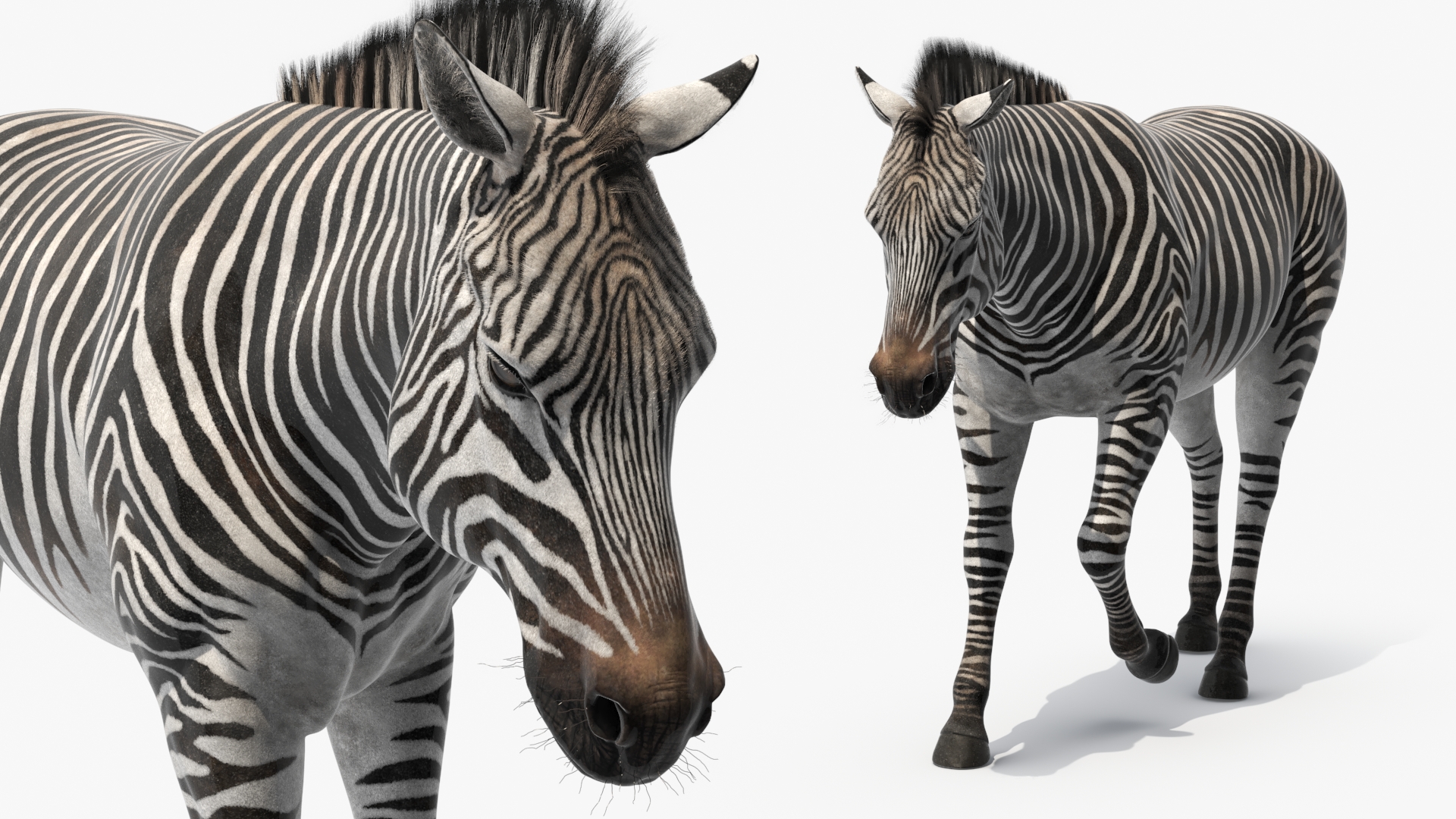 3D Zebra Adult Walking Fur model