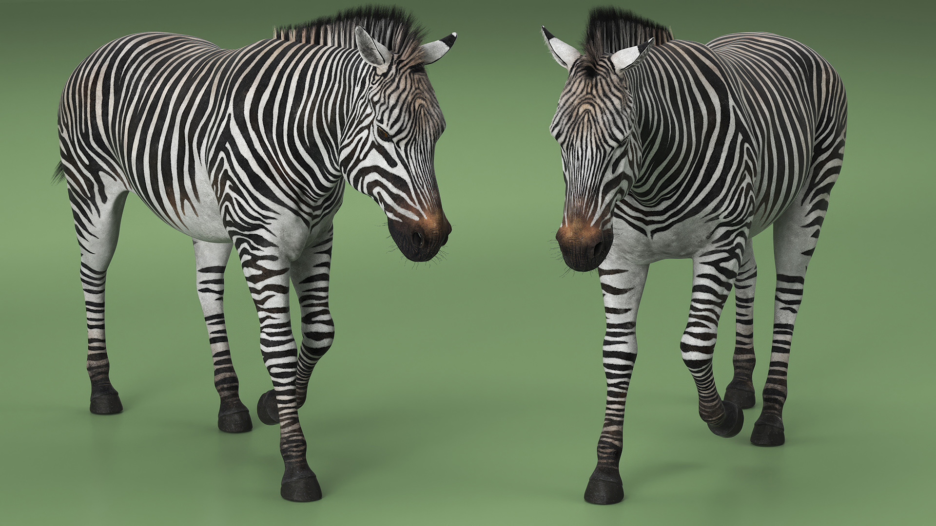3D Zebra Adult Walking Fur model