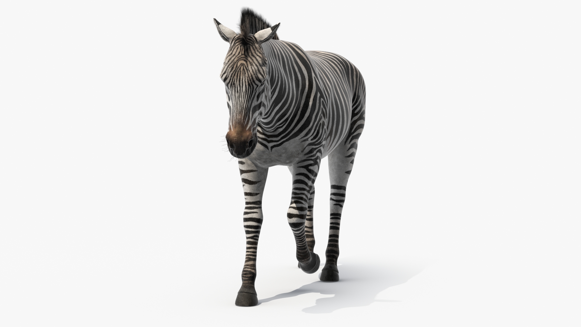 3D Zebra Adult Walking Fur model