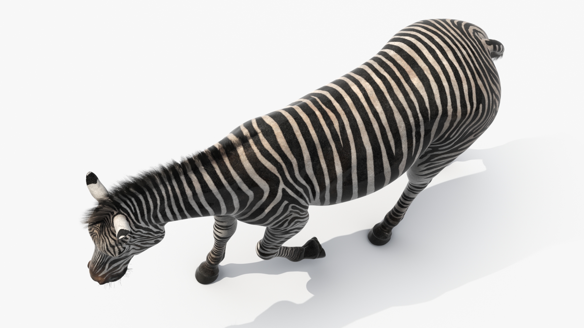 3D Zebra Adult Walking Fur model