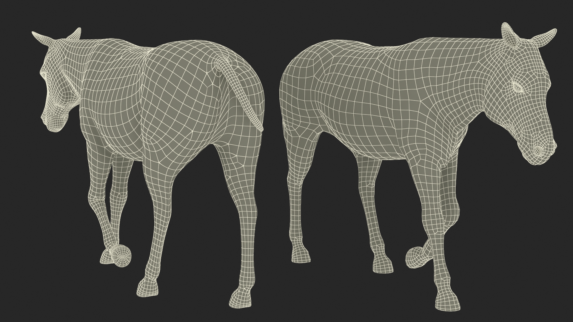 3D Zebra Adult Walking Fur model