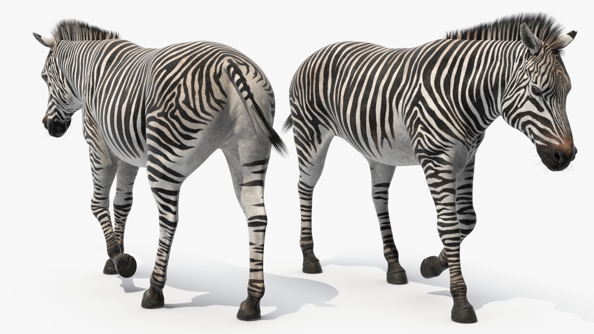 3D Zebra Adult Walking Fur model