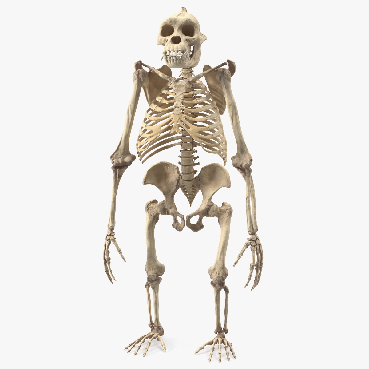 Gorilla Skeleton Bone Structure, view 6