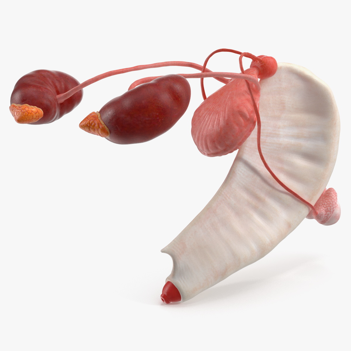Dog Male Urogenital Organs with Kidneys and Testes 3D model preview