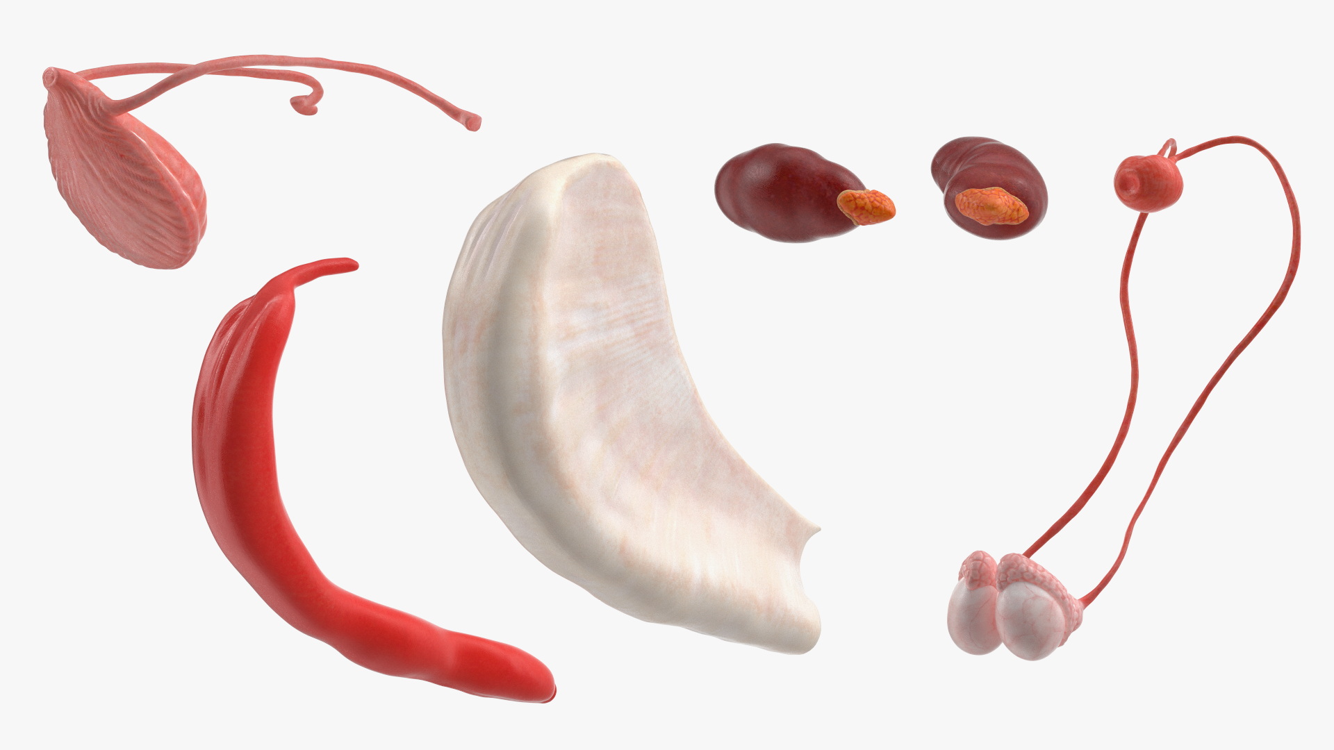 Dog Male Urogenital Organs with Kidneys and Testes - view 7