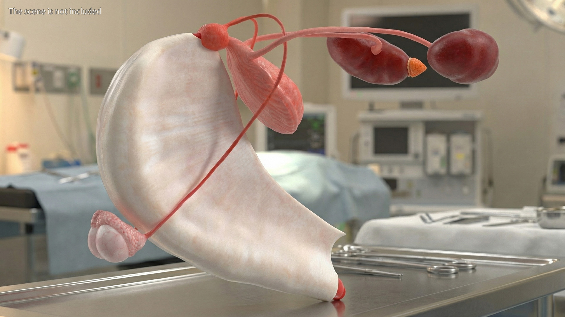 Dog Male Urogenital Organs with Kidneys and Testes - view 9