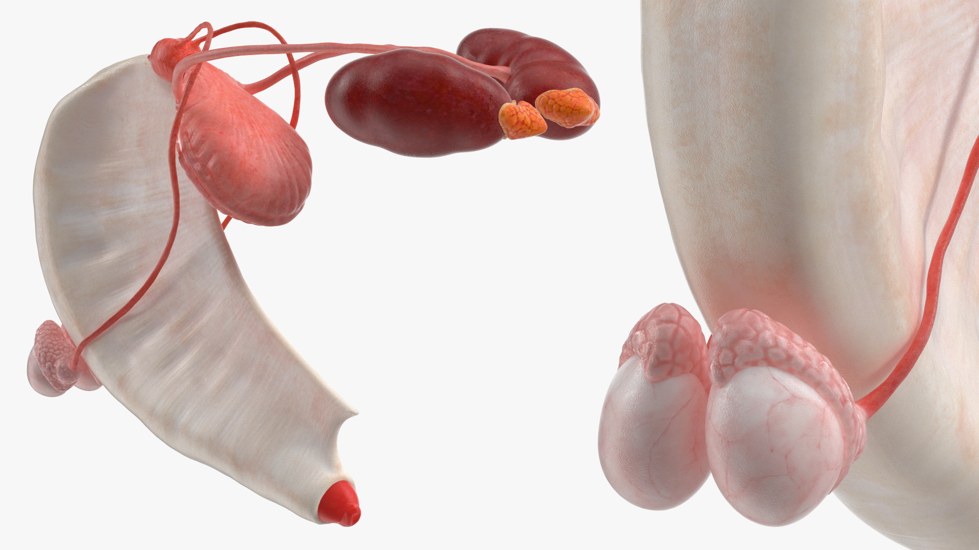 Dog Male Urogenital Organs with Kidneys and Testes - view 3