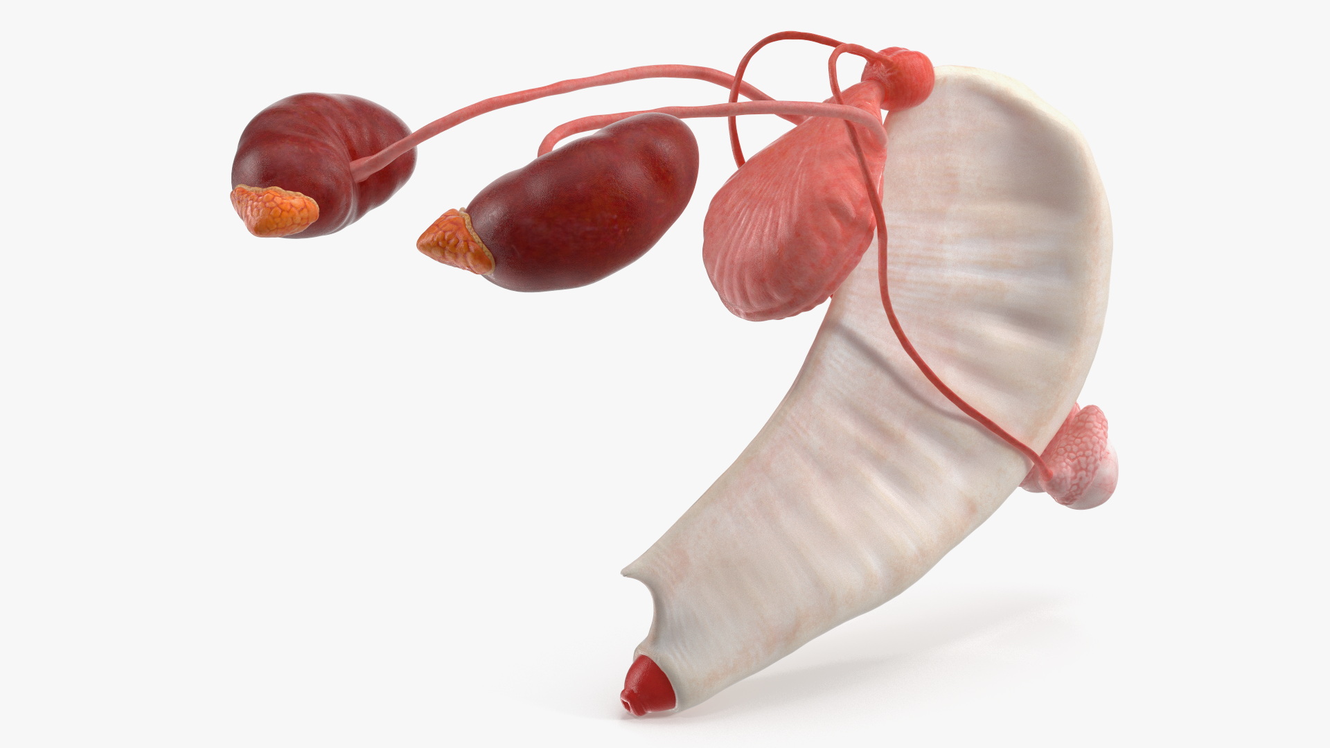 Dog Male Urogenital Organs with Kidneys and Testes - view 2