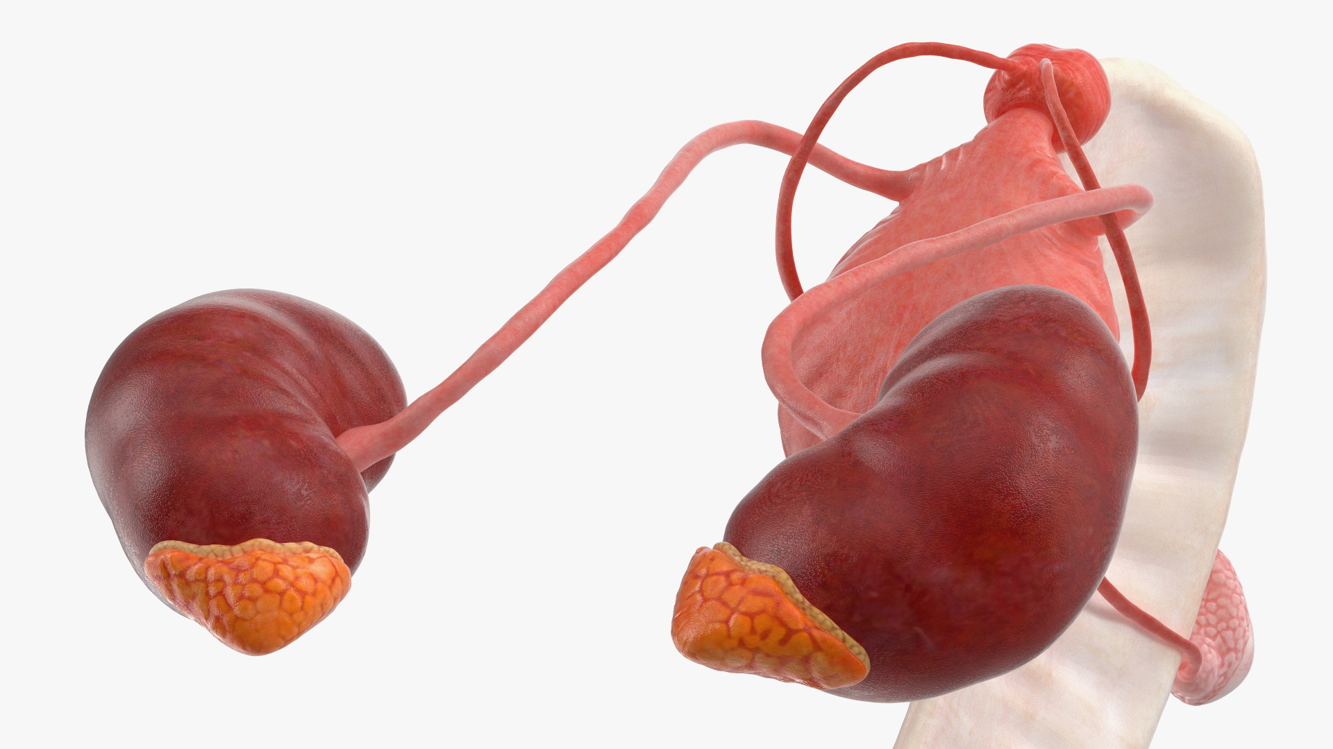 Dog Male Urogenital Organs with Kidneys and Testes - view 4