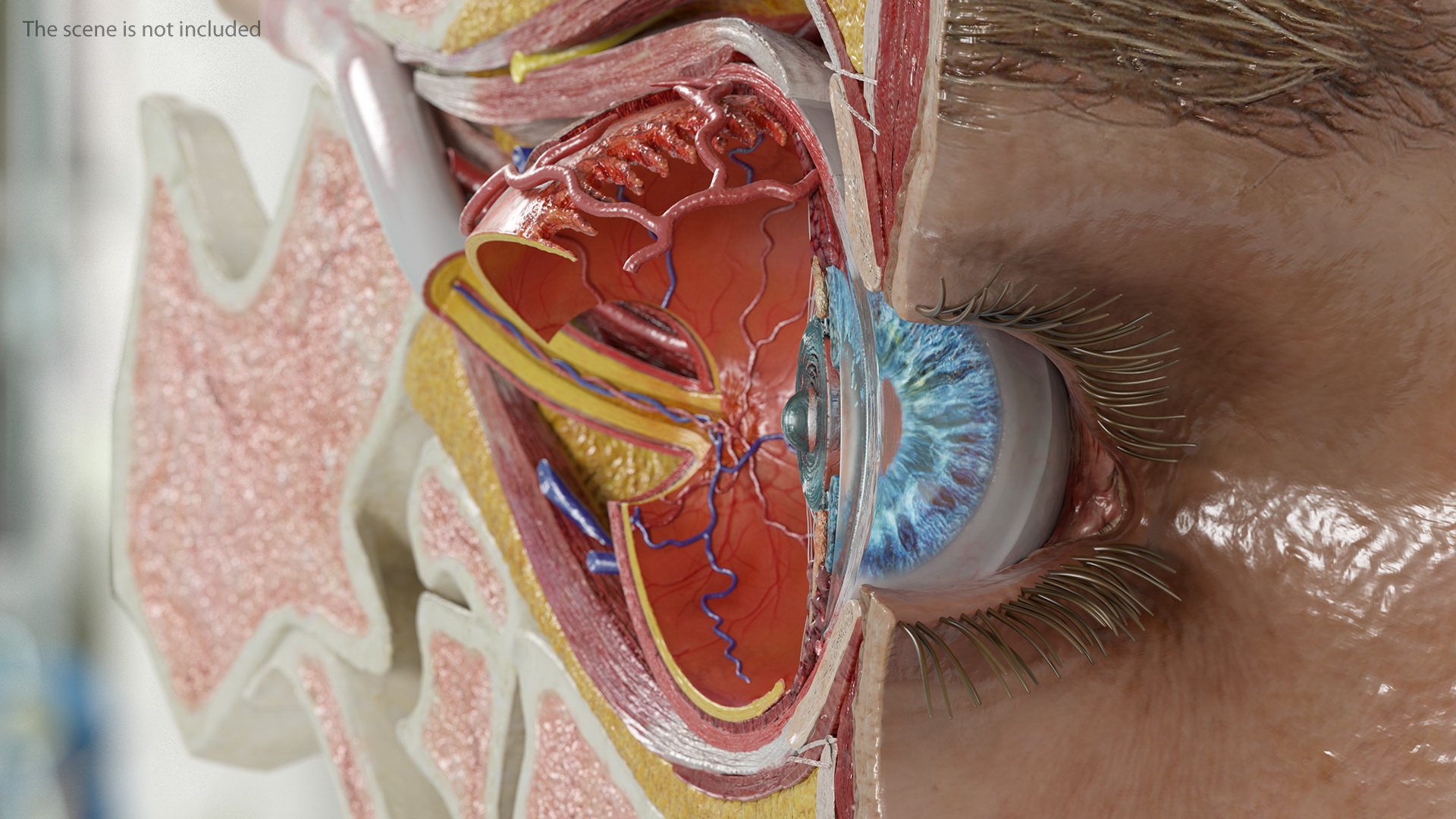3D model Eye Anatomy Cross-Section Left