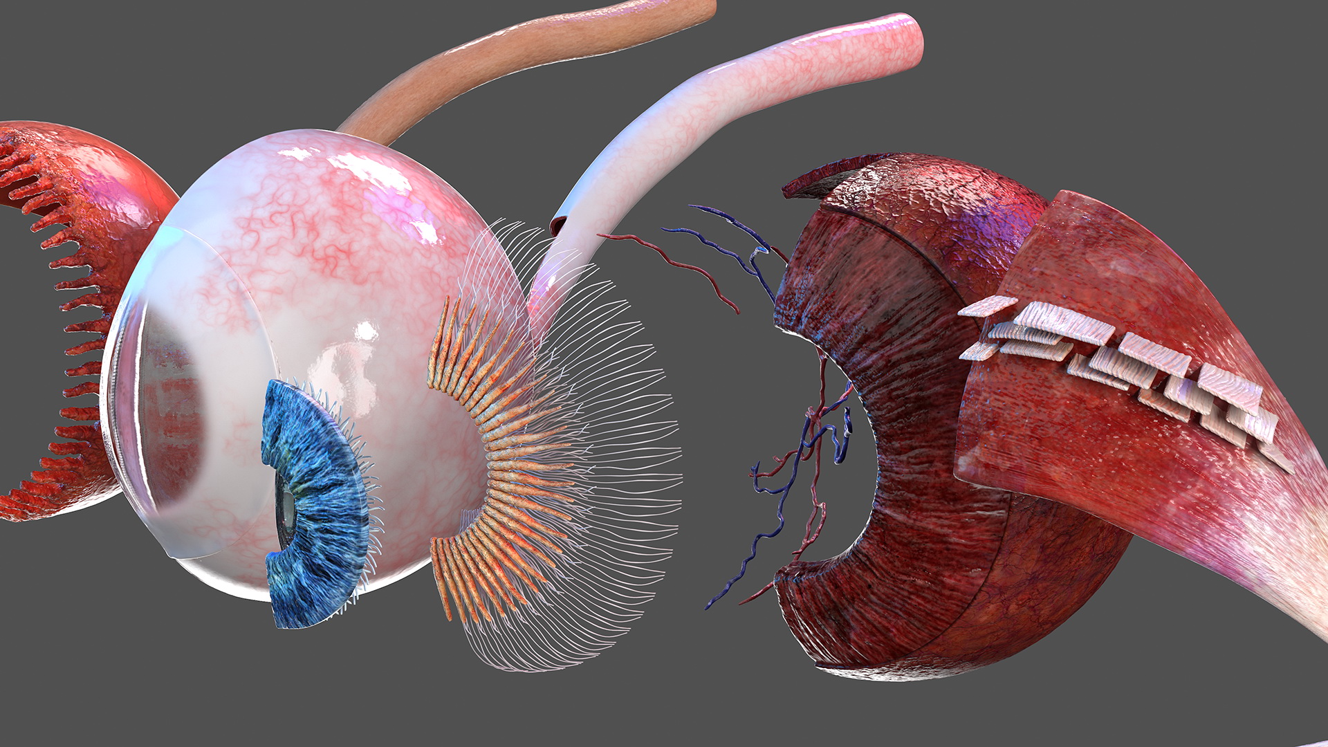 3D model Eye Anatomy Cross-Section Left