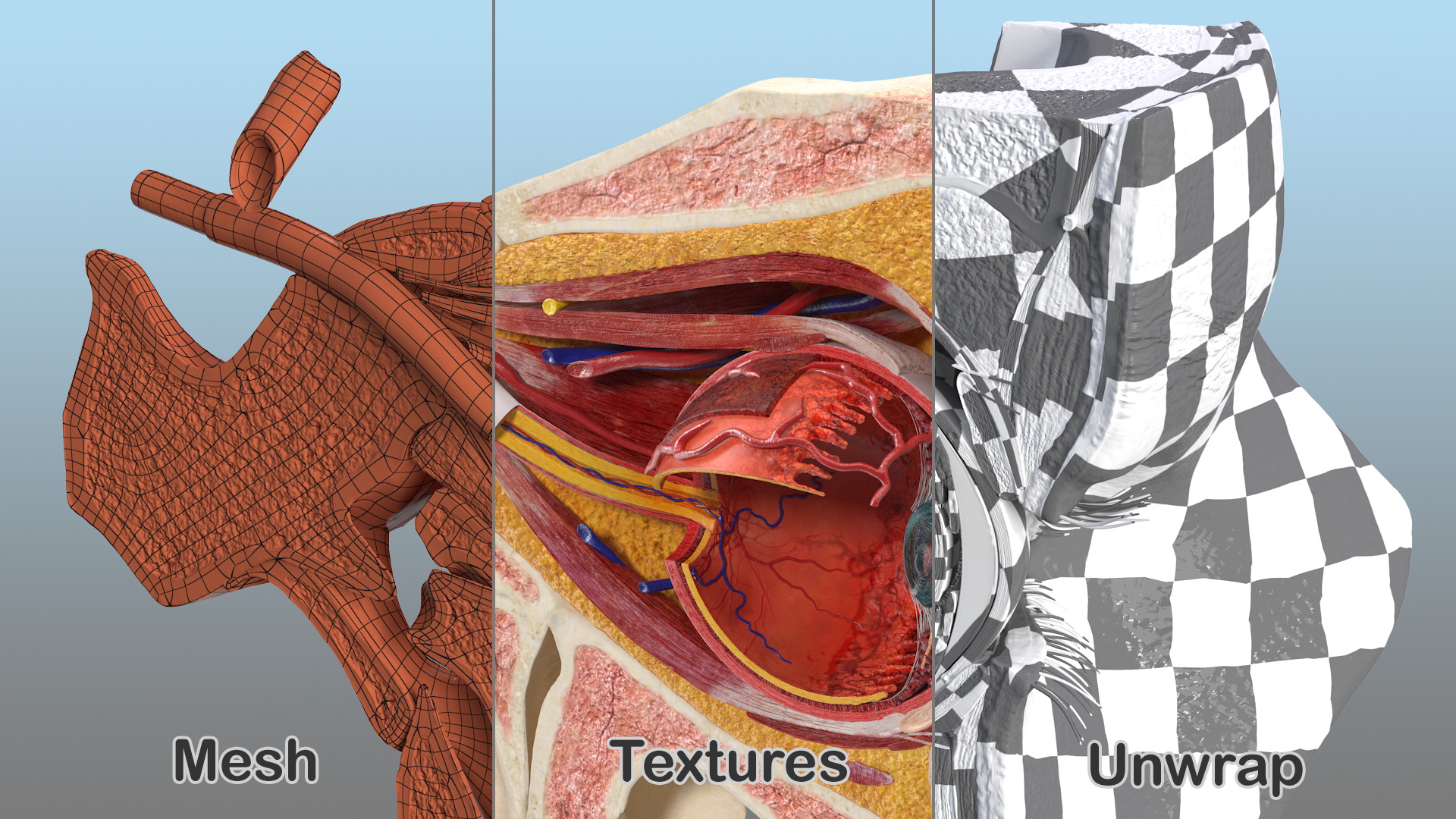 3D model Eye Anatomy Cross-Section Left