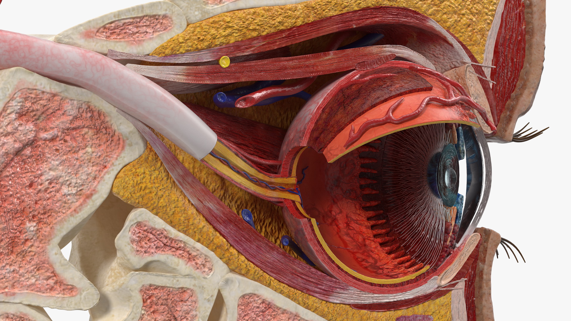 3D model Eye Anatomy Cross-Section Left