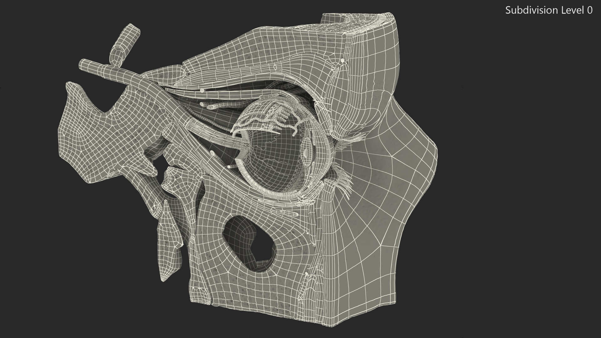3D model Eye Anatomy Cross-Section Left