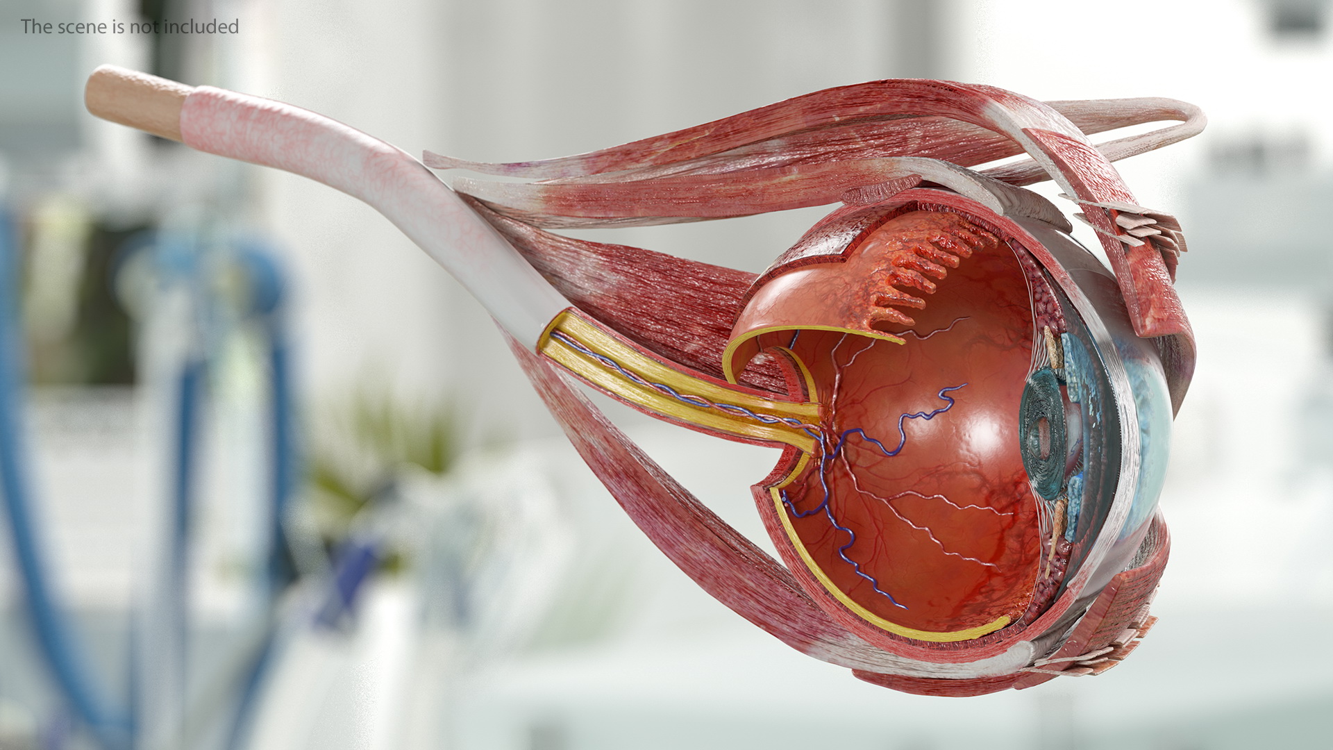 3D model Eye Anatomy Cross-Section Left