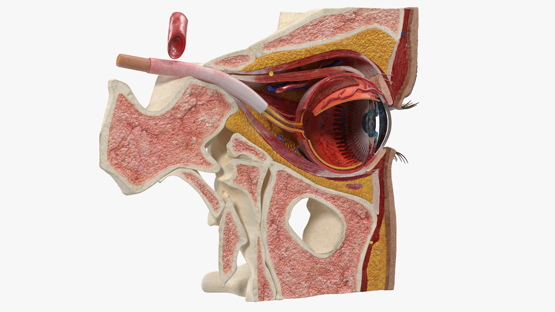 3D model Eye Anatomy Cross-Section Left