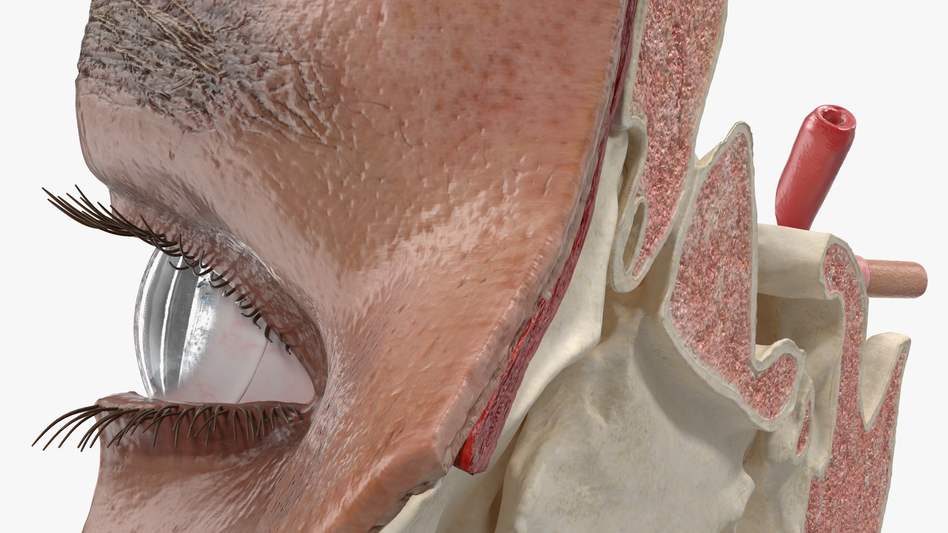 3D model Eye Anatomy Cross-Section Left