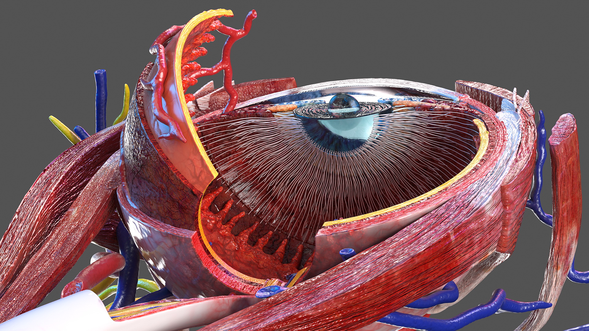 3D model Eye Anatomy Cross-Section Left