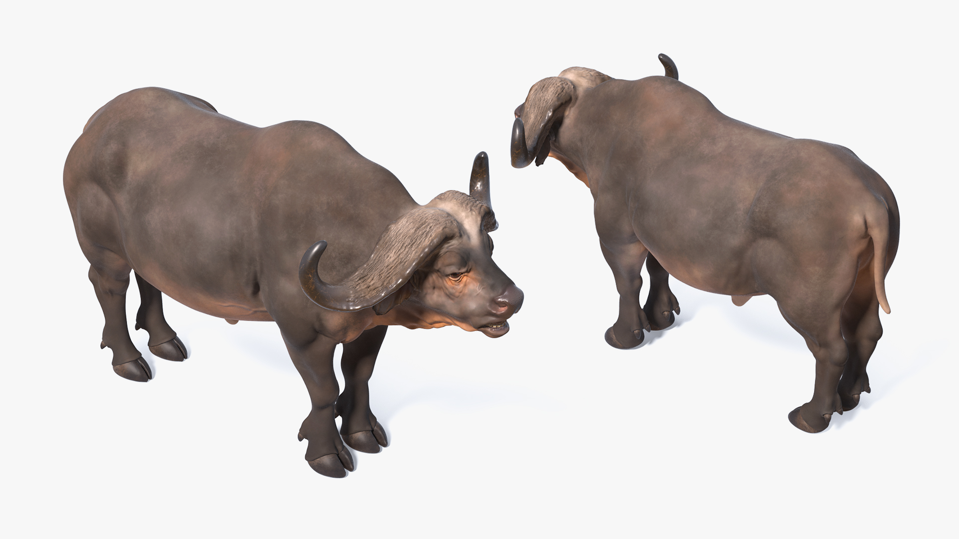 3D model Cape Buffalo African Buffalo Rigged